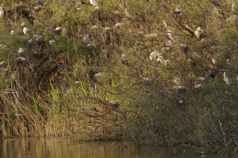 Colonias de cría - Breeding colonies